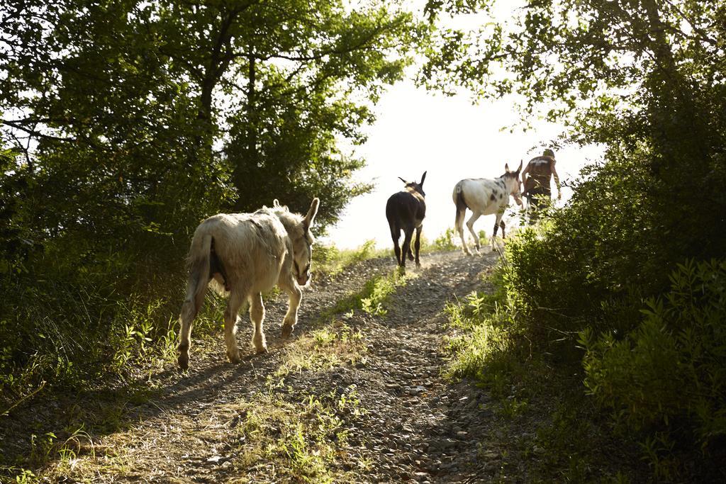 Agriturismo Ca' Del Ciuco Vezzano sul Crostolo Exterior foto